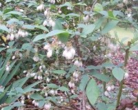 vaccinium corymbosum 2r.jpg